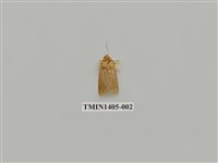 藏品(夜蛾科)的圖片